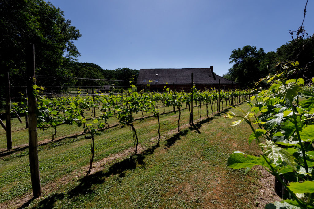 Wijngaard Winselerhof